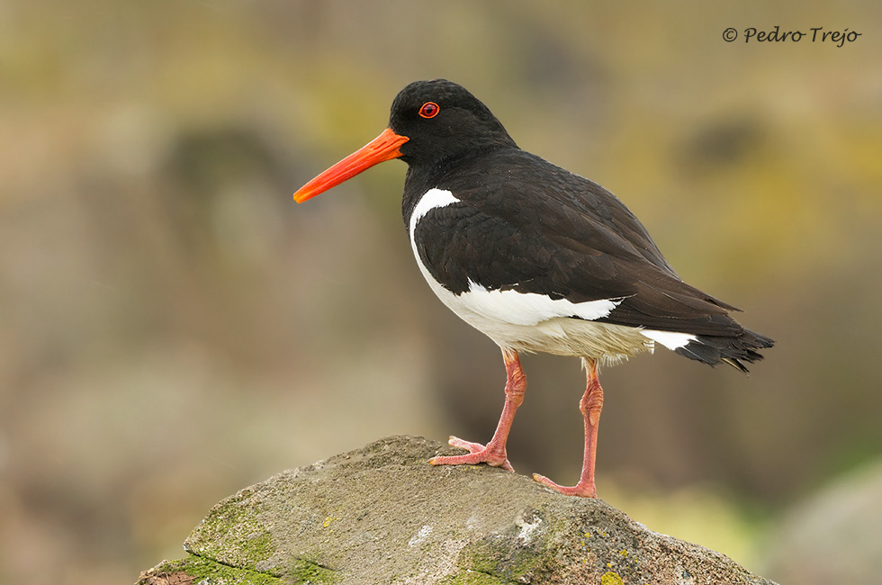 Ostrero (Haematopus ostralegus)